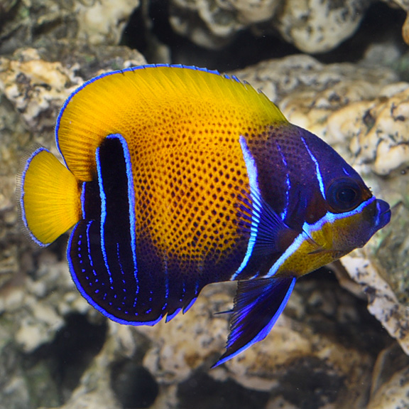 Blue Girdled Angelfish 